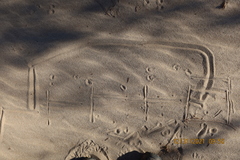 Xerospermophilus tereticaudus