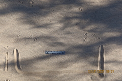 Xerospermophilus tereticaudus