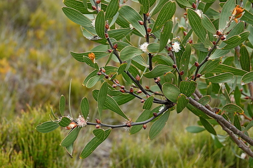 Image of Hakea dactyloides by (c) Max Campbell, some rights reserved (CC BY)