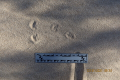 Xerospermophilus tereticaudus