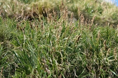 Poa tennantiana