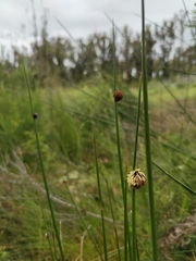 Chorizandra sphaerocephala