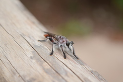 Andrenosomatini