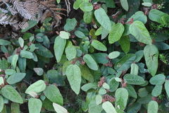 Lasiopetalum macrophyllum