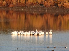 Pelecanus erythrorhynchos