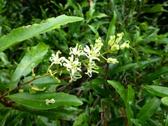 Lomatia arborescens
