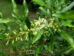 Lomatia arborescens