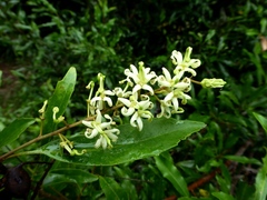 Lomatia arborescens