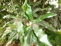 Macadamia tetraphylla