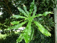 Macadamia tetraphylla