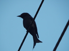 Dicrurus leucophaeus