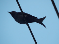 Dicrurus leucophaeus