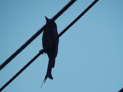 Dicrurus leucophaeus