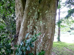 Syzygium corynanthum