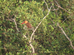 Pelargopsis amauroptera