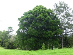 Syzygium corynanthum