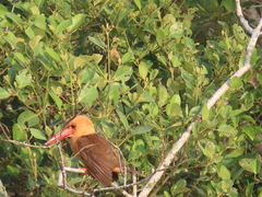 Pelargopsis amauroptera