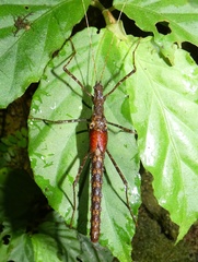 Pseudophasma unicolor