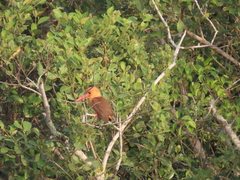 Pelargopsis amauroptera