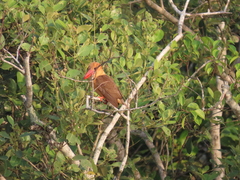 Pelargopsis amauroptera
