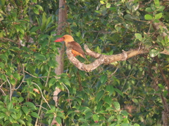 Pelargopsis amauroptera