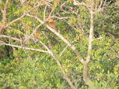 Pelargopsis amauroptera