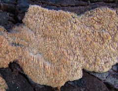 Phlebia nothofagi