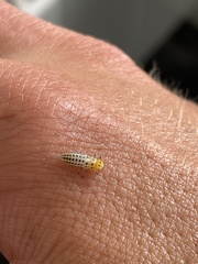 Illeis galbula