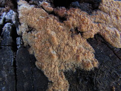 Phlebia nothofagi