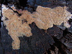 Phlebia nothofagi