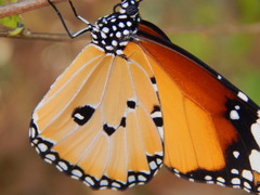 Danaus chrysippus