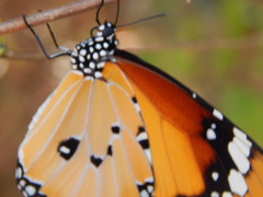 Danaus chrysippus