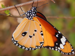Danaus chrysippus
