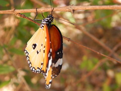 Danaus chrysippus