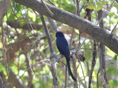 Dicrurus macrocercus