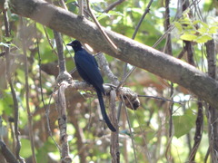 Dicrurus macrocercus