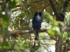 Dicrurus macrocercus