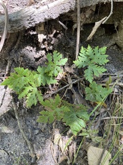Doryopteris concolor