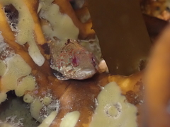 Gilloblennius abditus