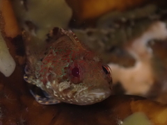 Gilloblennius abditus