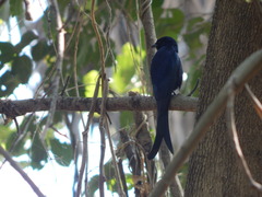 Dicrurus macrocercus