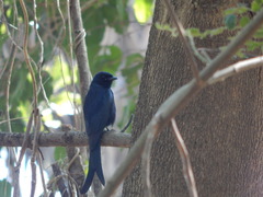 Dicrurus macrocercus