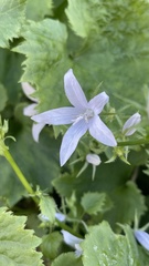 Campanula poscharskyana