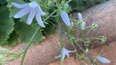 Campanula poscharskyana