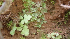 Asterella tenella