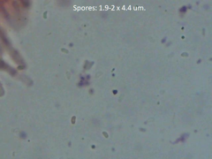 Phlebia nothofagi