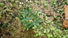 Phaeoceros carolinianus