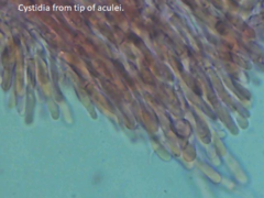 Phlebia nothofagi