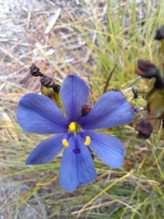 Aristea glauca