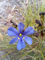 Aristea glauca